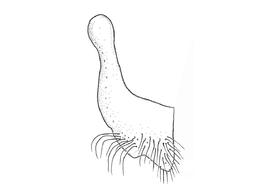   Anthidium labergei  male, diagram showing ventral view of seventh sternum (S7), diagram from Gonzalez and Griswold 2013 
